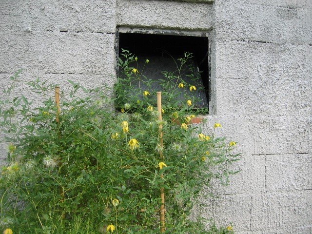 klematis